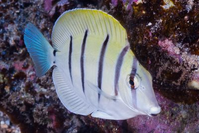 pesce chirurgo zebra Acanthuridae