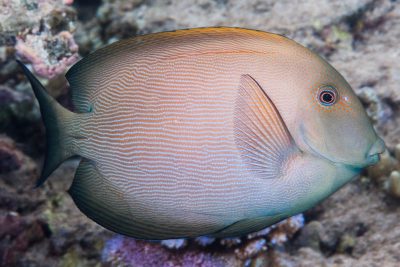 pesce chirurgo striato Acanthuridae