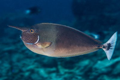 Naso brevirostris Acanthuridae