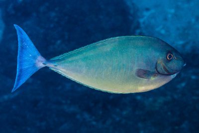 Naso hexacanthus Acanthuridae