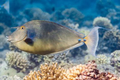 pesce unicorno spine blu Acanthuridae