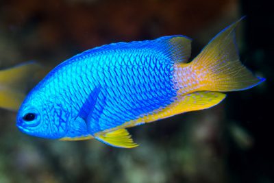 Pomacentrus coelestis Pomacentridae