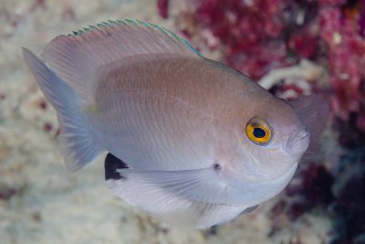 Pomacentrus stigma Pomacanthidae