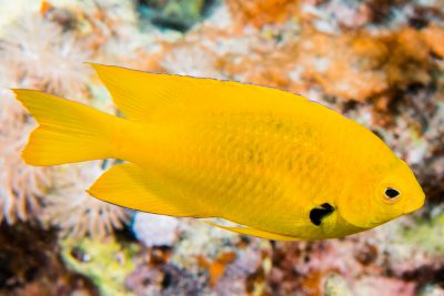 damigella sulfurea Pomacentridae