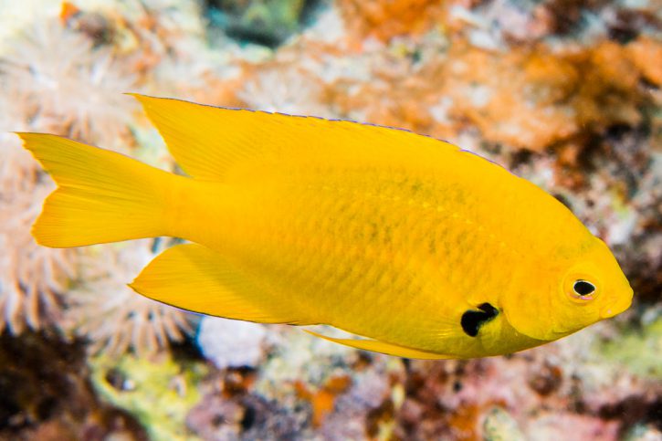 Pomacentrus sulfureus - damigella sulfurea
