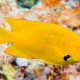 picture of Pomacentrus sulfureus