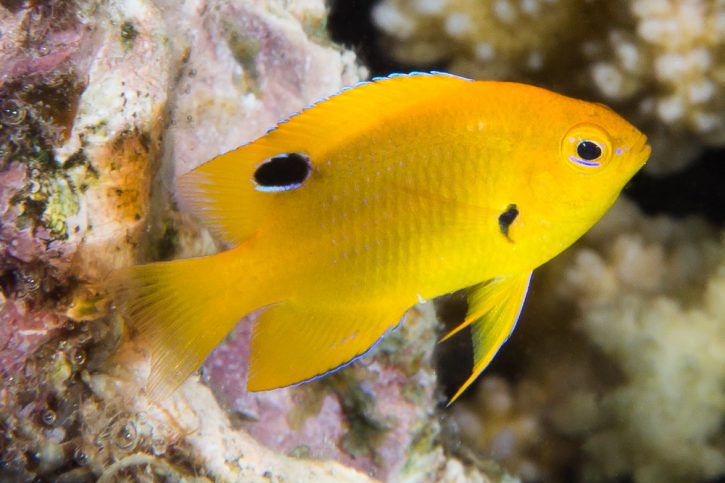 Pomacentrus sulfureus - damigella sulfurea