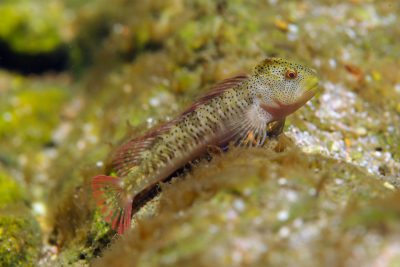 Salaria fluviatilis Blenniidae