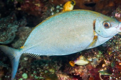 Siganus argenteus Siganidae
