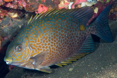 Siganus guttatus Siganidae