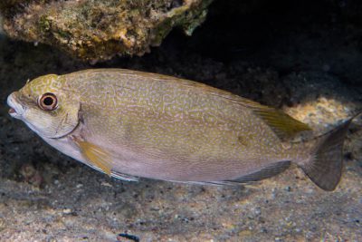 Siganus luridus Siganidae