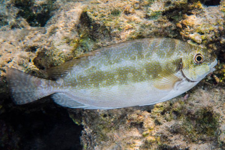 Siganus luridus