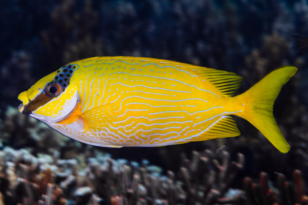 Siganus puellus
