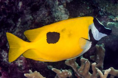 Siganus unimaculatus Siganidae