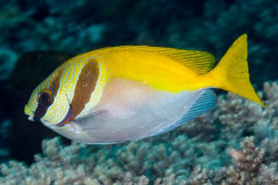Siganus virgatus Siganidae