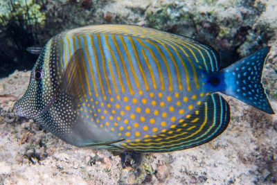 Zebrasoma desjardinii Acanthuridae