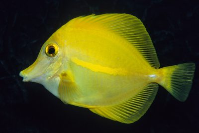 Zebrasoma flavescens Acanthuridae