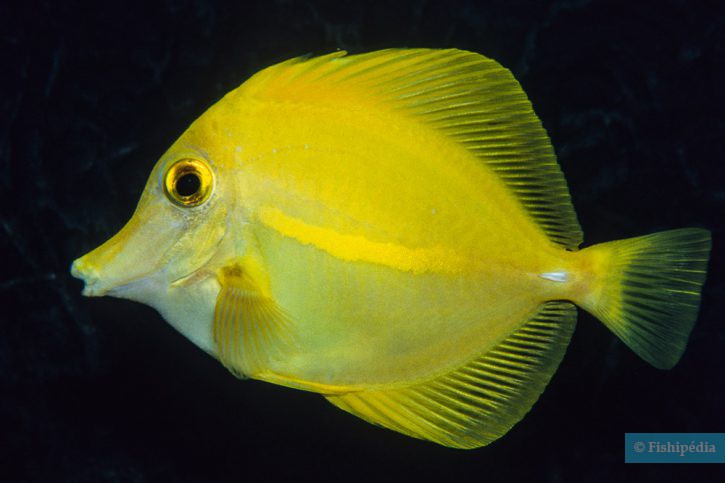 Zebrasoma flavescens