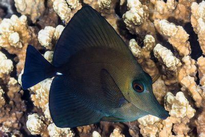 Zebrasoma scopas Acanthuridae