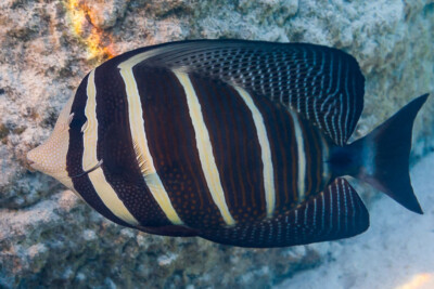 Zebrasoma veliferum Acanthuridae