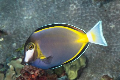 japanese surgeonfish Acanthuridae