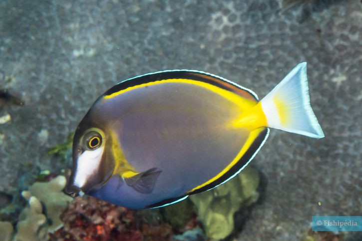 Acanthurus japonicus