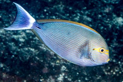 poisson-chirurgien pâle Acanthuridae