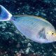 picture of Acanthurus mata