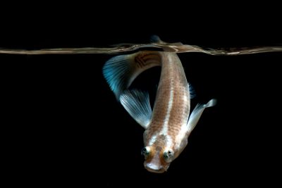Anableps anableps Anablepidae