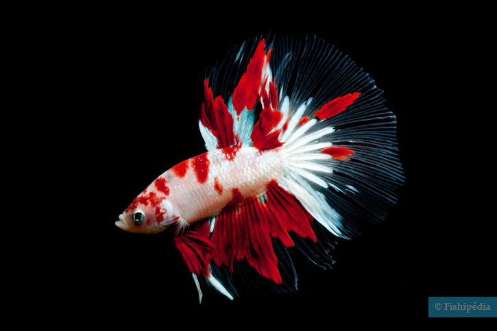 5 choses que vous ignorez (peut-être) sur le poisson combattant