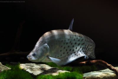 Espèce : chitala ornata