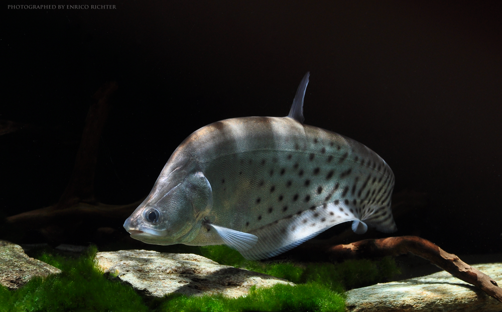 chitala ornata
