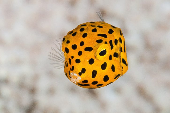 Ostracion cubicus - pesce scatola giallo
