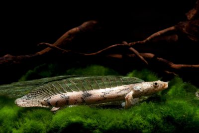Polypterus endlicherii Polypteridae