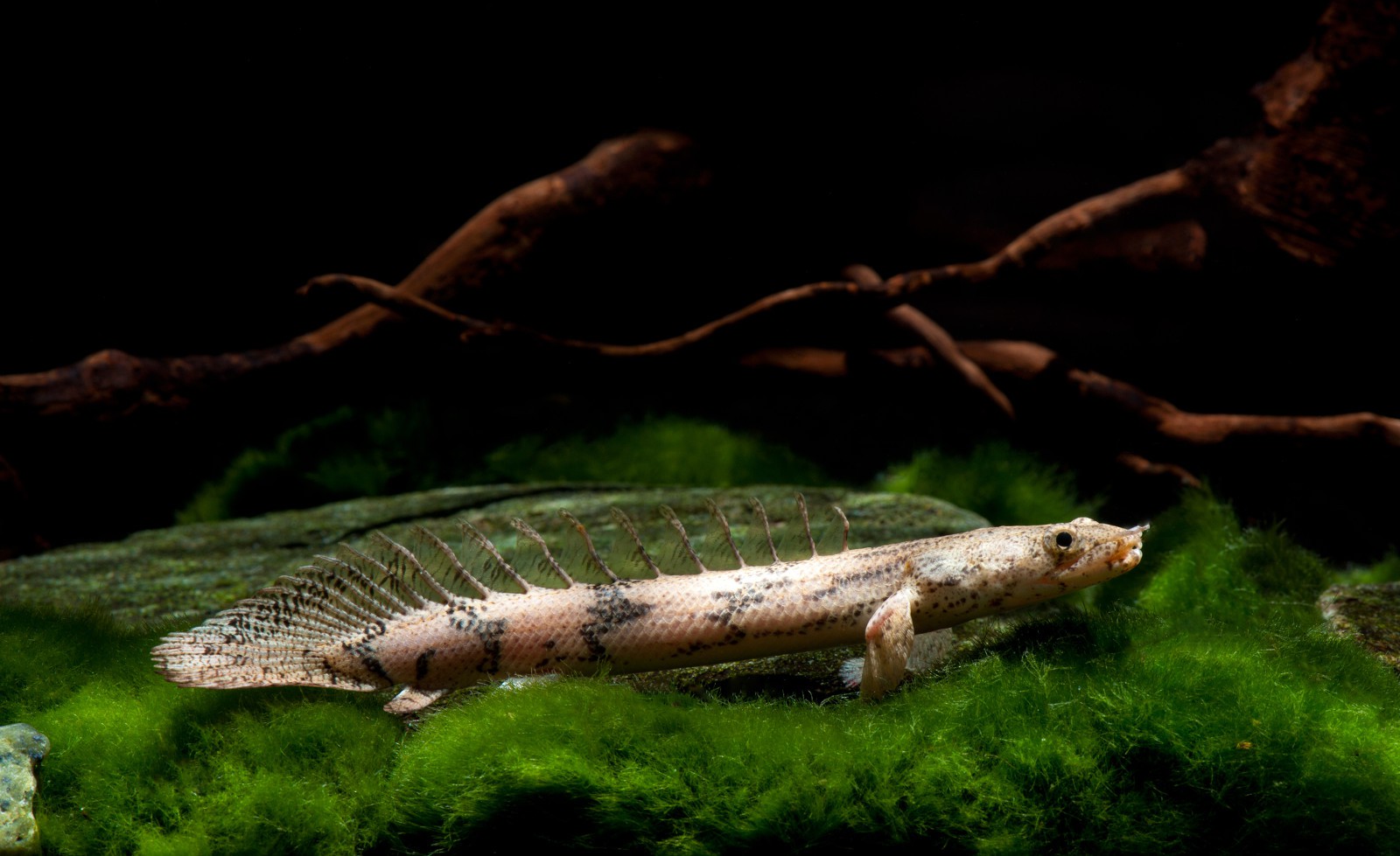 Polypterus endlicherii