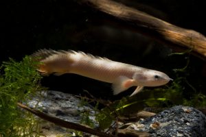 Polypterus senegalus