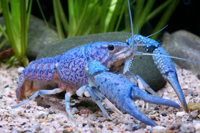 Procambarus alleni Cambaridae