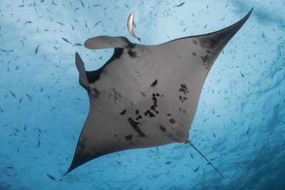 Mobula alfredi Mobulidae