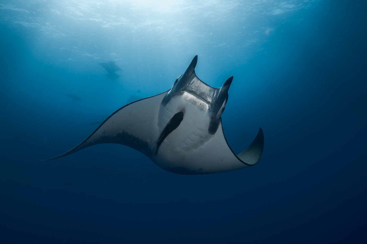 Mobula mobular