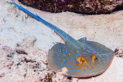 taeniura lymma Dasyatidae