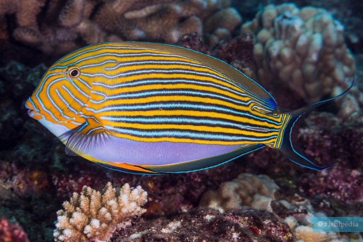 Poisson chirurgien