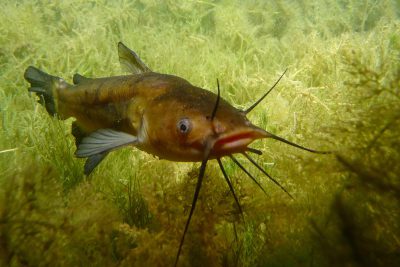 pesce gatto nero Ictaluridae