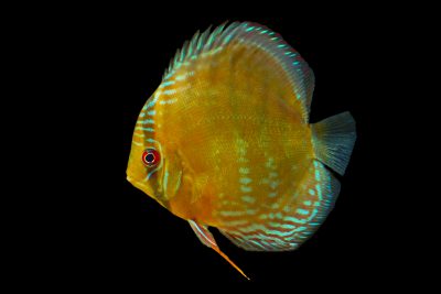 pesce disco Cichlidae