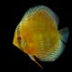 picture of Symphysodon aequifasciatus