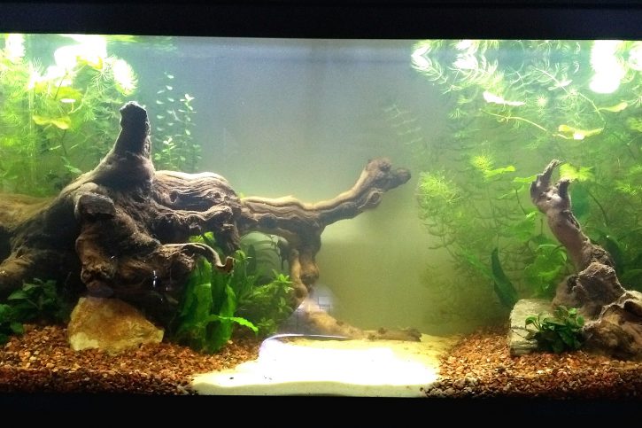 Jungle