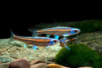 Notropis chrosomus Leuciscidae