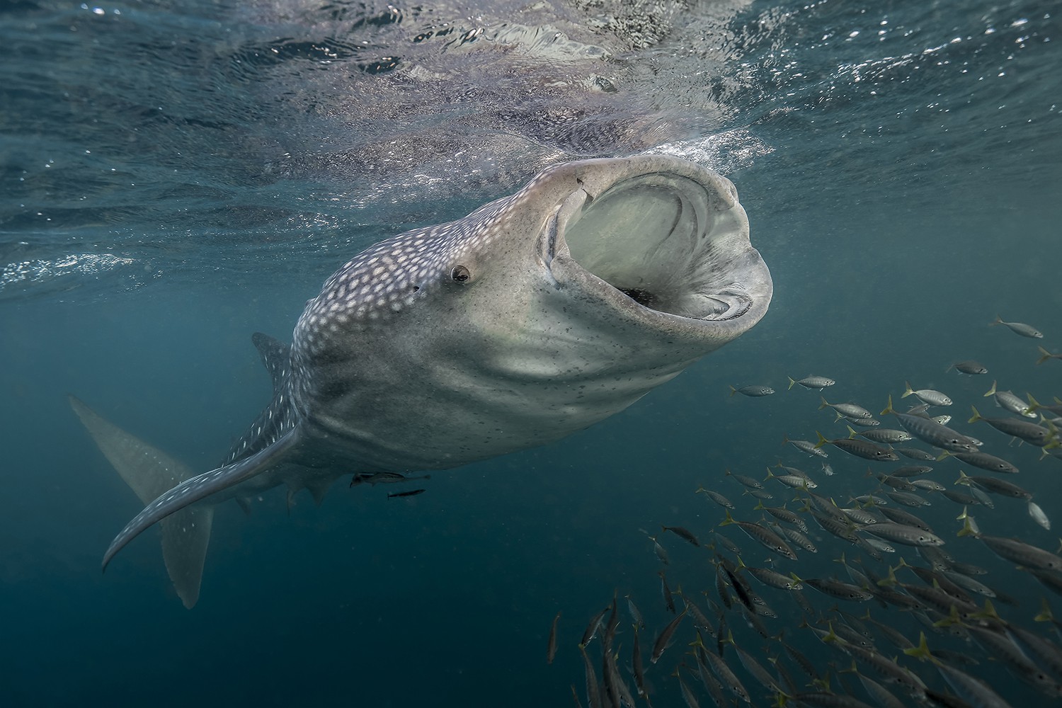 Rhincodon typus