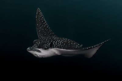 Aetobatus ocellatus Aetobatidae