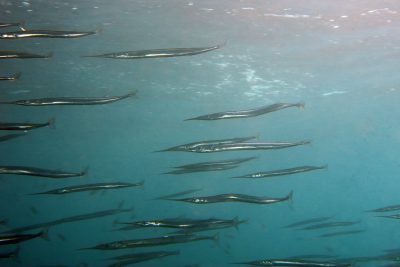 Orphie commune Belonidae