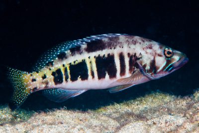 Serranus atricauda Serranidae